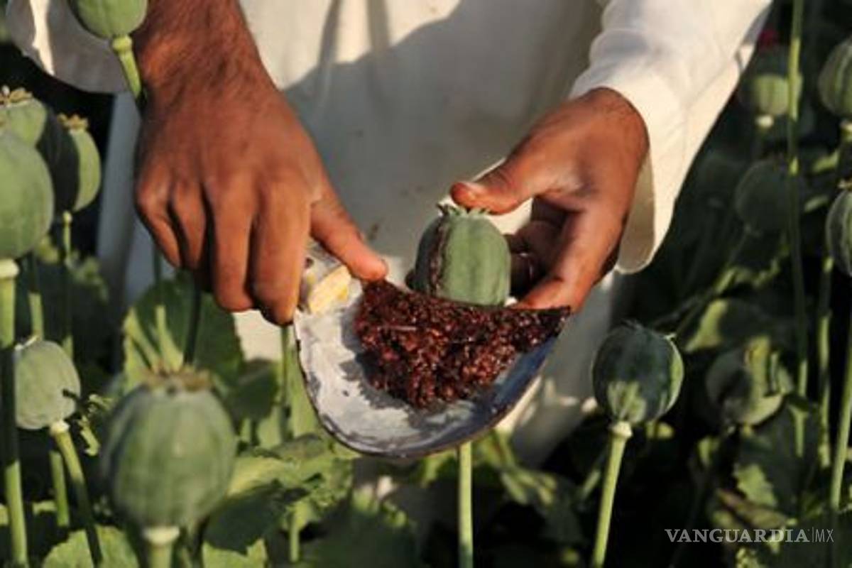 Viven del cultivo de la amapola 1,280 comunidades