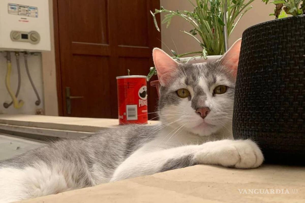 Continúa extraviado el gato Tito, contratan en Bolivia a una ‘comunicadora interespecies’ para encontrarlo