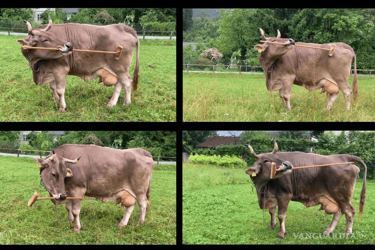 $!El resultado del experimento se publicó en la revista Current Biology y es la primera demostración del uso de una herramienta por parte de una vaca.