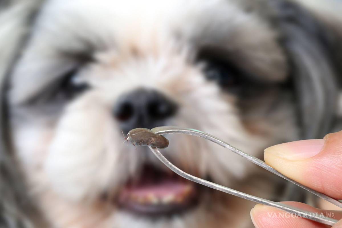 ¡Cuida a tu familia! Así puedes eliminar las peligrosas plagas de garrapatas de tu hogar