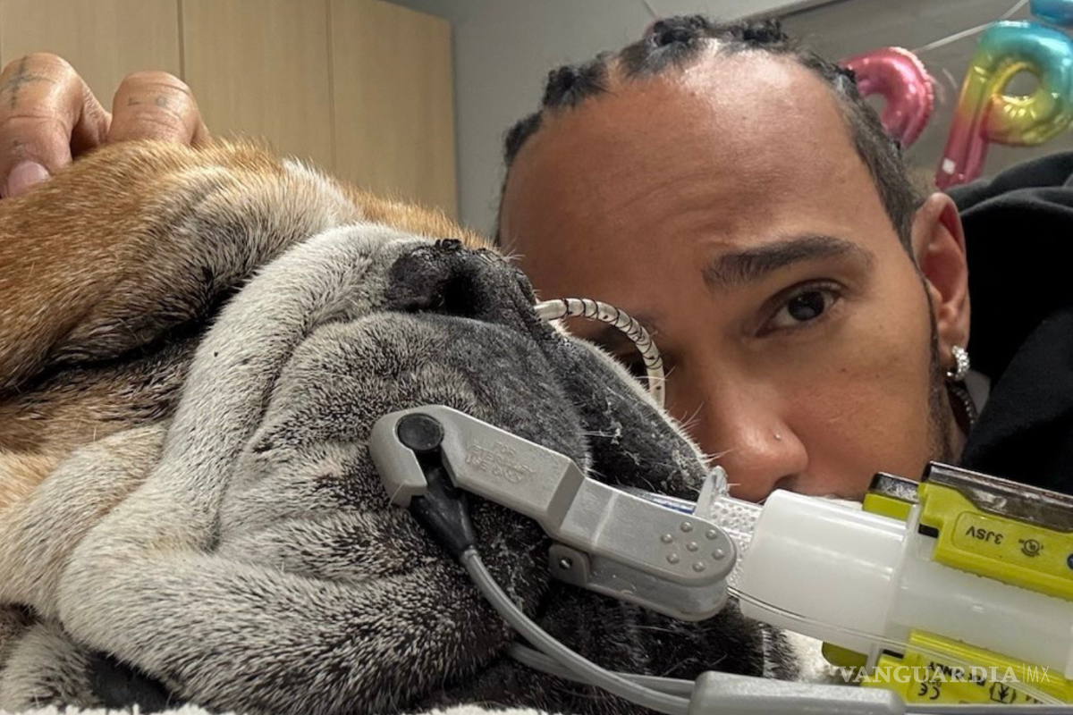 Fallece Roscoe, el bulldog de Lewis Hamilton que acompañó al piloto en la Fórmula 1