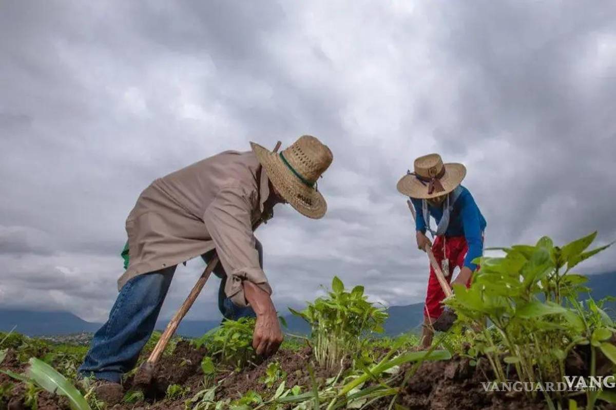 Campo sobrevive con esfuerzos locales en Coahuila, afirma director de Fomento Agropecuario