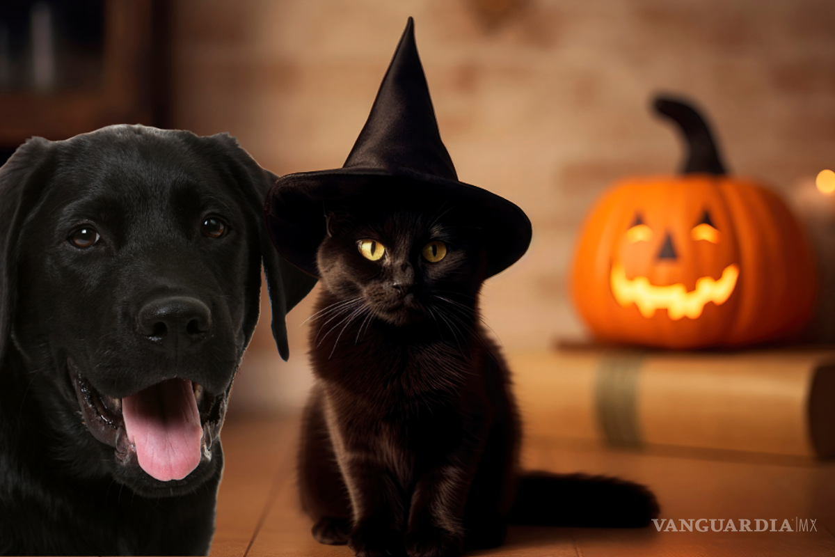 SSC emite alerta por posible maltrato y sacrificio de perros y gatos negros durante Halloween y Día de Muertos