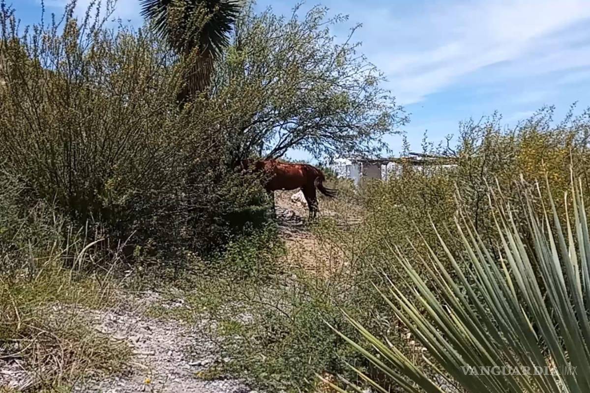 $!Caballos amarrados en la explanada reflejan la falta de control y vigilancia en el sitio.