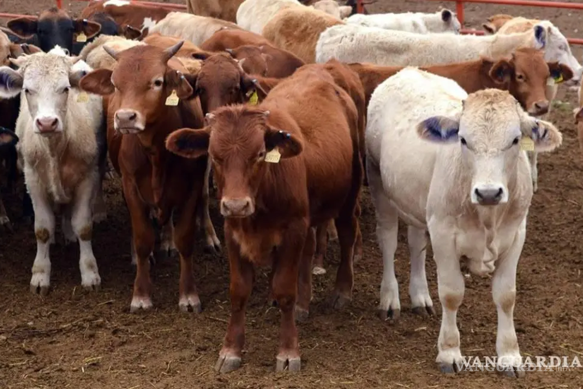 Coahuila será uno de los primeros estados en implementar el programa nacional de carne