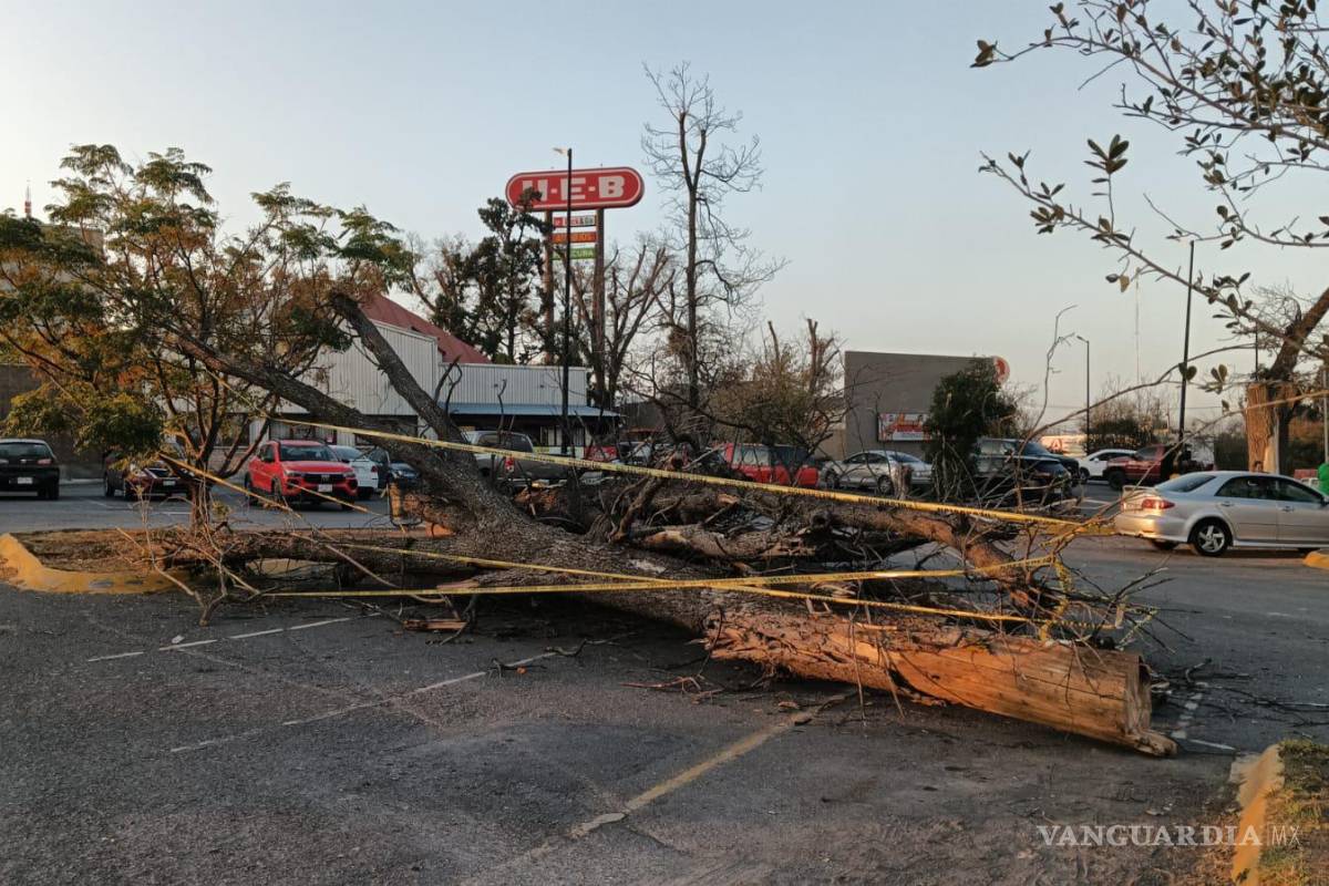 Saltillo: Tumban árboles en mal estado en Nogalera; instalarán 33 encinos adultos