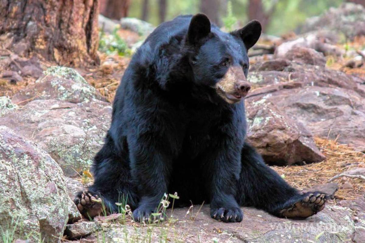 Corredor Oso-Jaguar abarca Coahuila dentro de la estrategia de conservación en México
