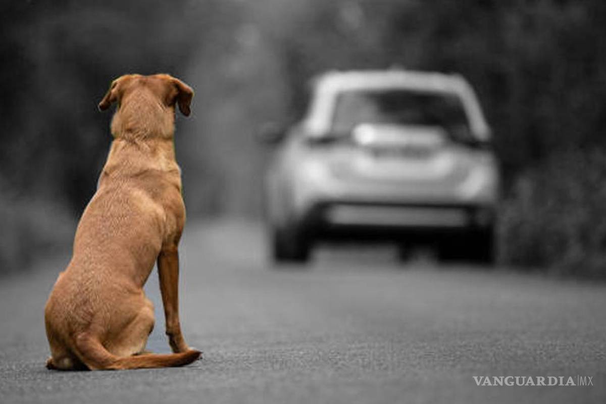 ¡No los abandones!... El devastador sentimiento que sufren los perros al ser abandonados