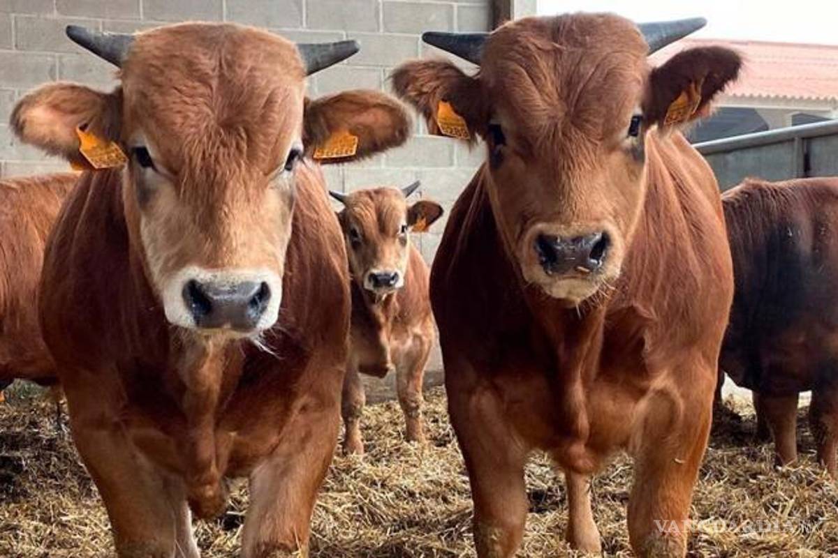 Plaga golpea a la frontera: ganaderos piden auxilio y celebran apoyo presidencial