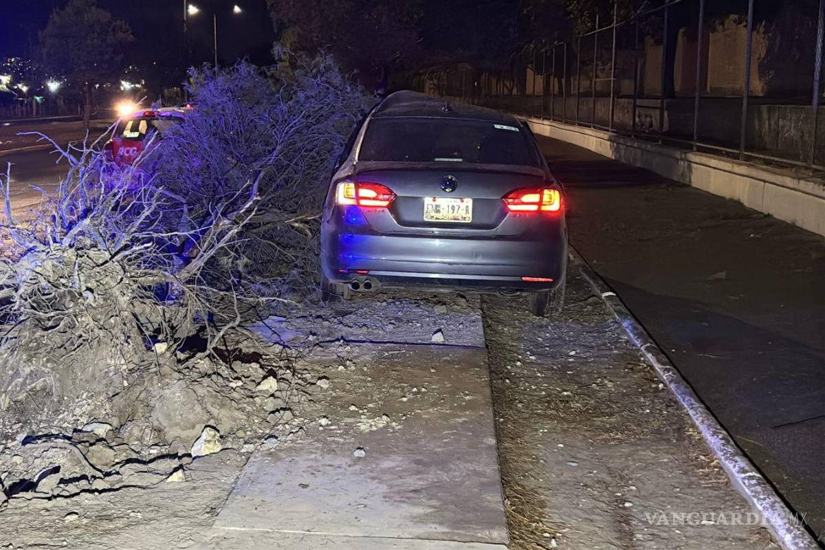$!El árbol derribado quedó sobre la banqueta luego del fuerte . choque