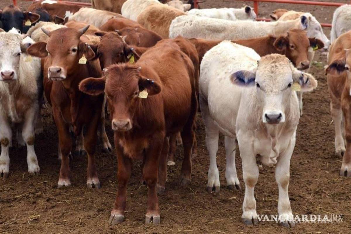 $!El ganado resiente la sequía al reportarse dificultades para alimentarlo.