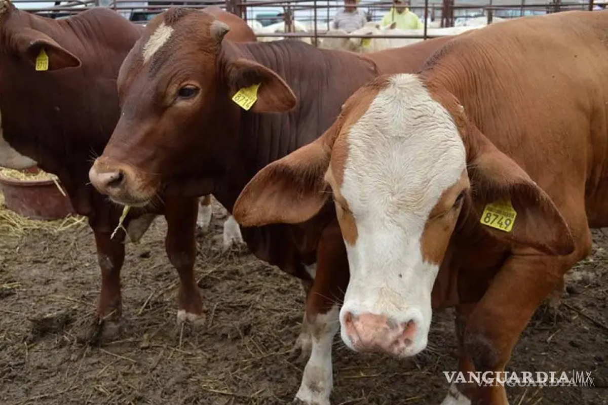Aseguran 50 reses en Castaños por traslado irregular de ganado y detienen a uno