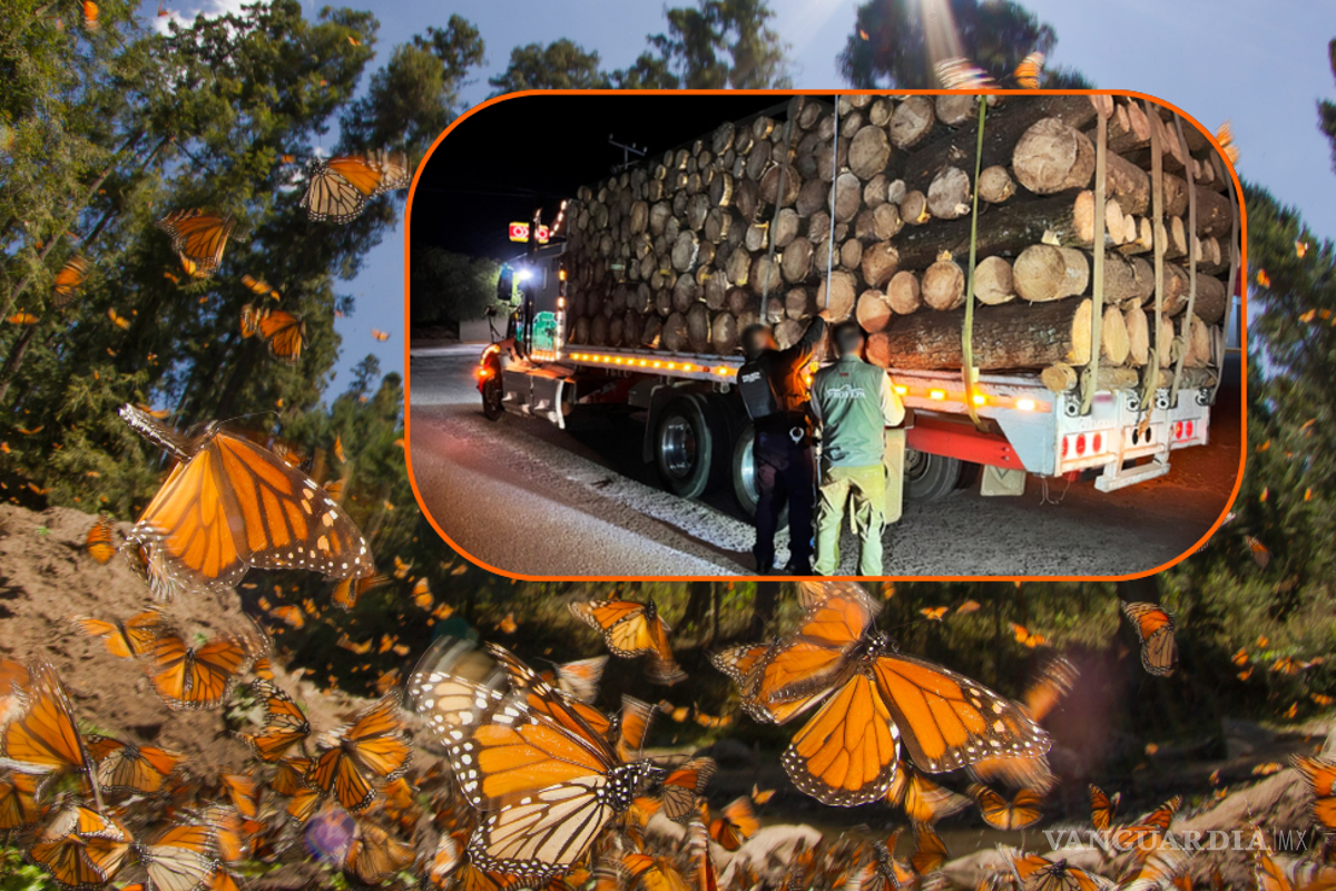 Aseguran madera ilegal en Michoacán; cerca de reserva natural de la mariposa monarca