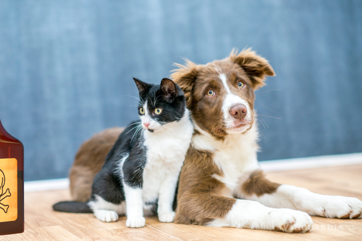 Reportan envenenamiento masivo de mascotas por vecinos en Yucatán