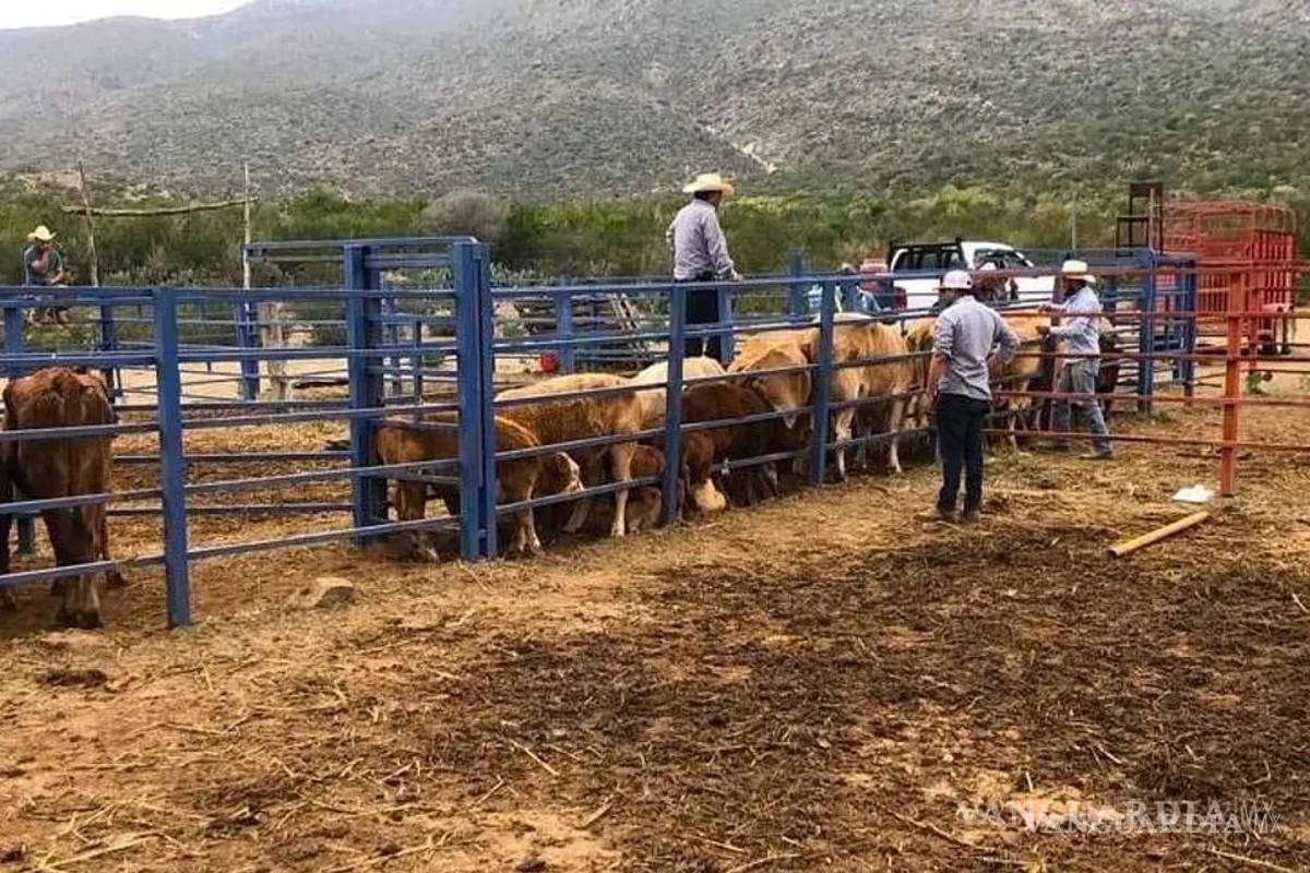 Contempla EU reducir ‘a cero’ la exportación de bovinos mexicanos a ese país en 2026