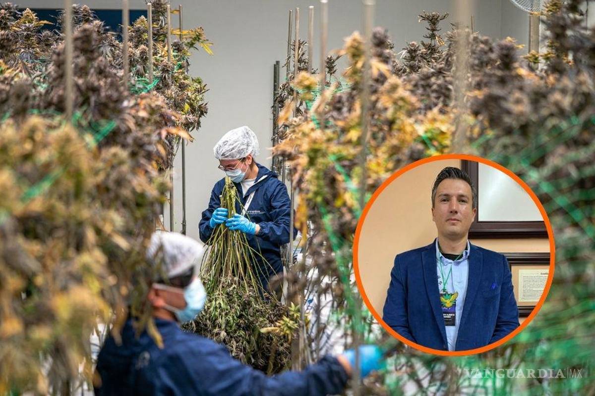 Educar, regular y abrir espacios: el reto de Coahuila frente al consumo de cannabis