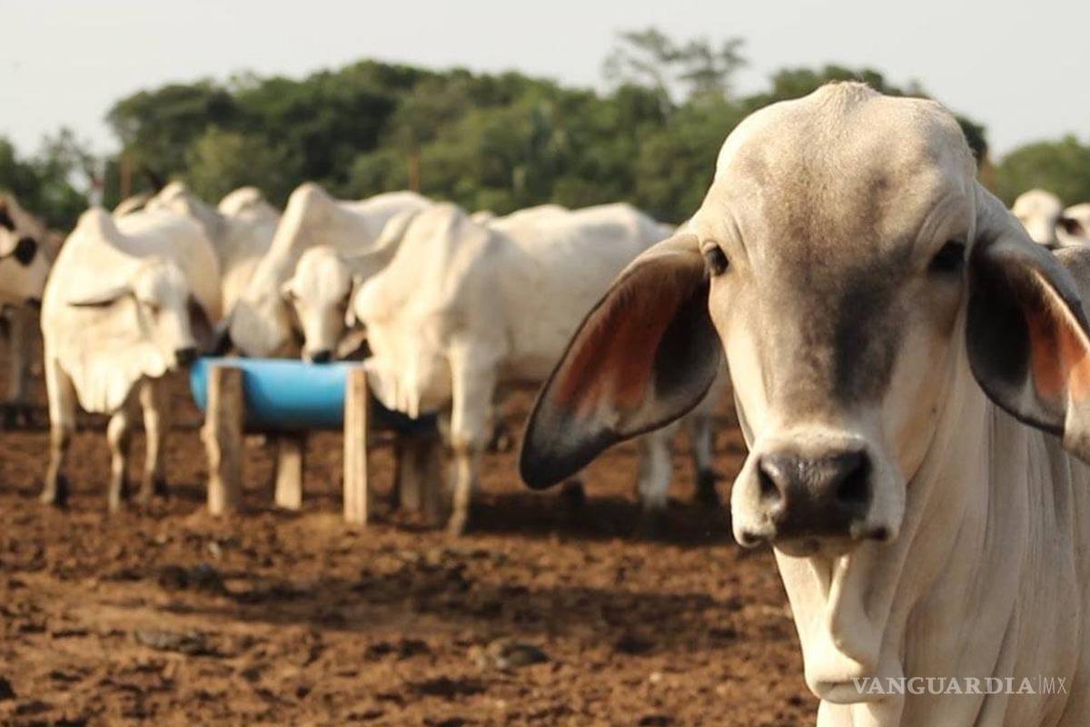 Con la plaga bajo control, Coahuila espera reanudar la exportación ganadera a Estados Unidos