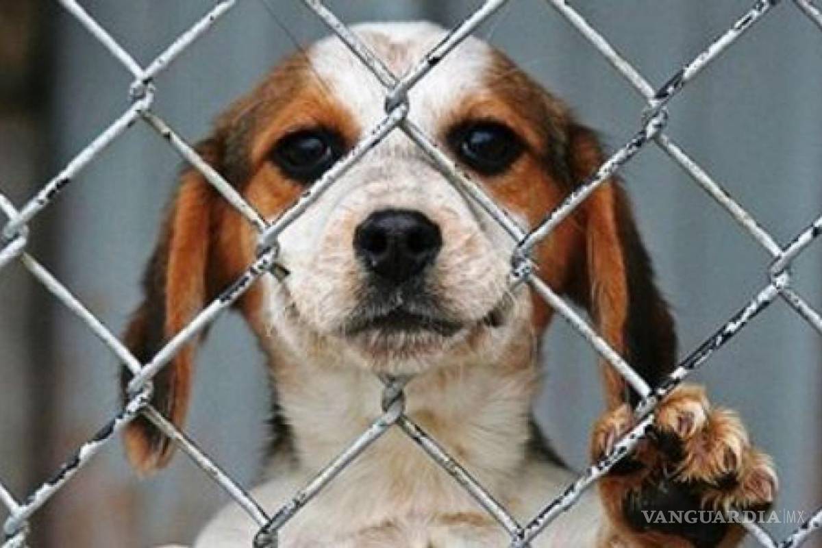 Atienden en promedio 10 reportes semanales por maltrato animal, en Saltillo