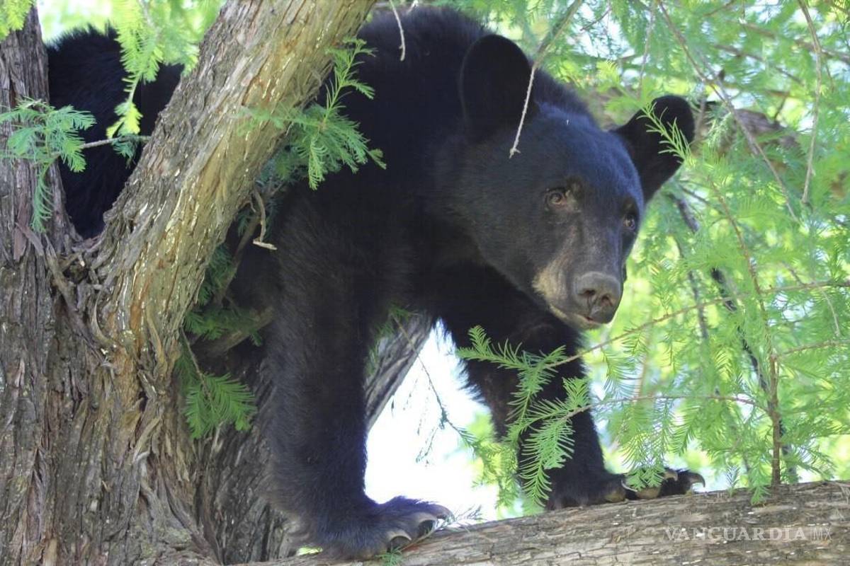 Para cuidar la especie, Arteaga plantea crear reserva de oso negro en Cañón de Huachichil