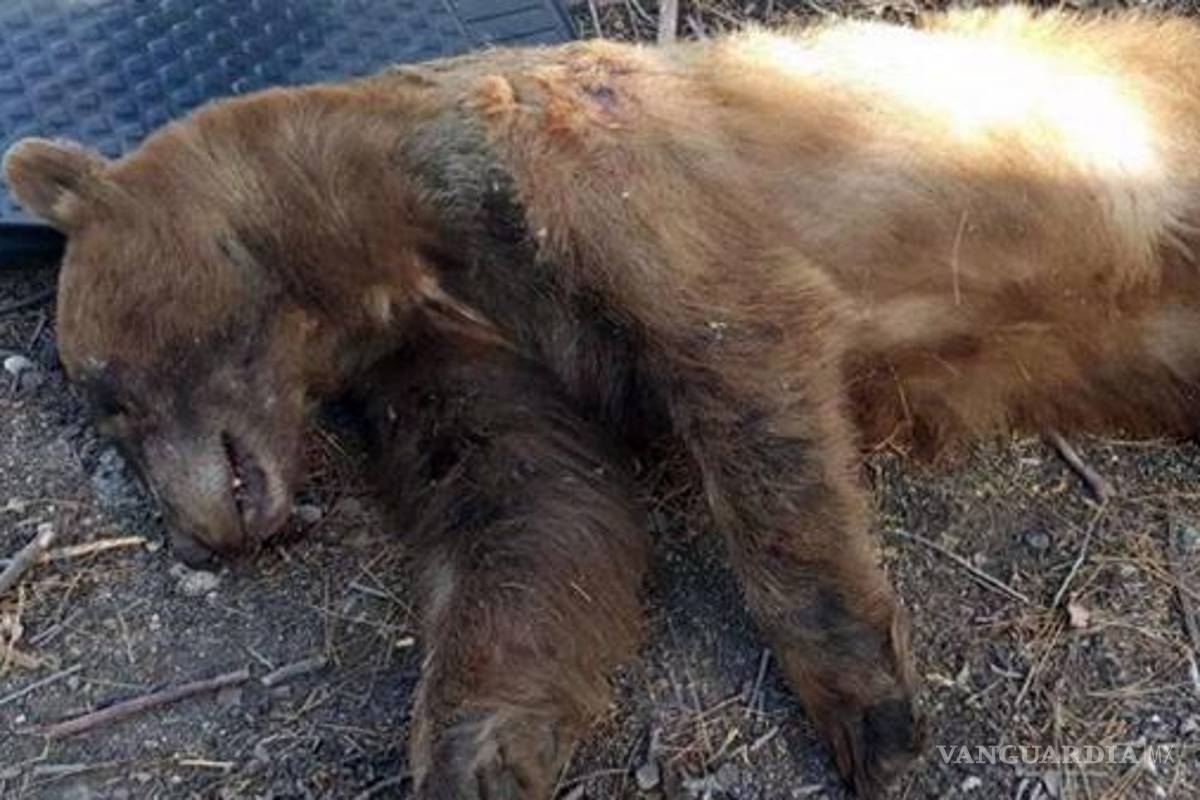 $!Mató a un oso que entró en su cocina y atacó a su perro; ahora es acosada y amenazada