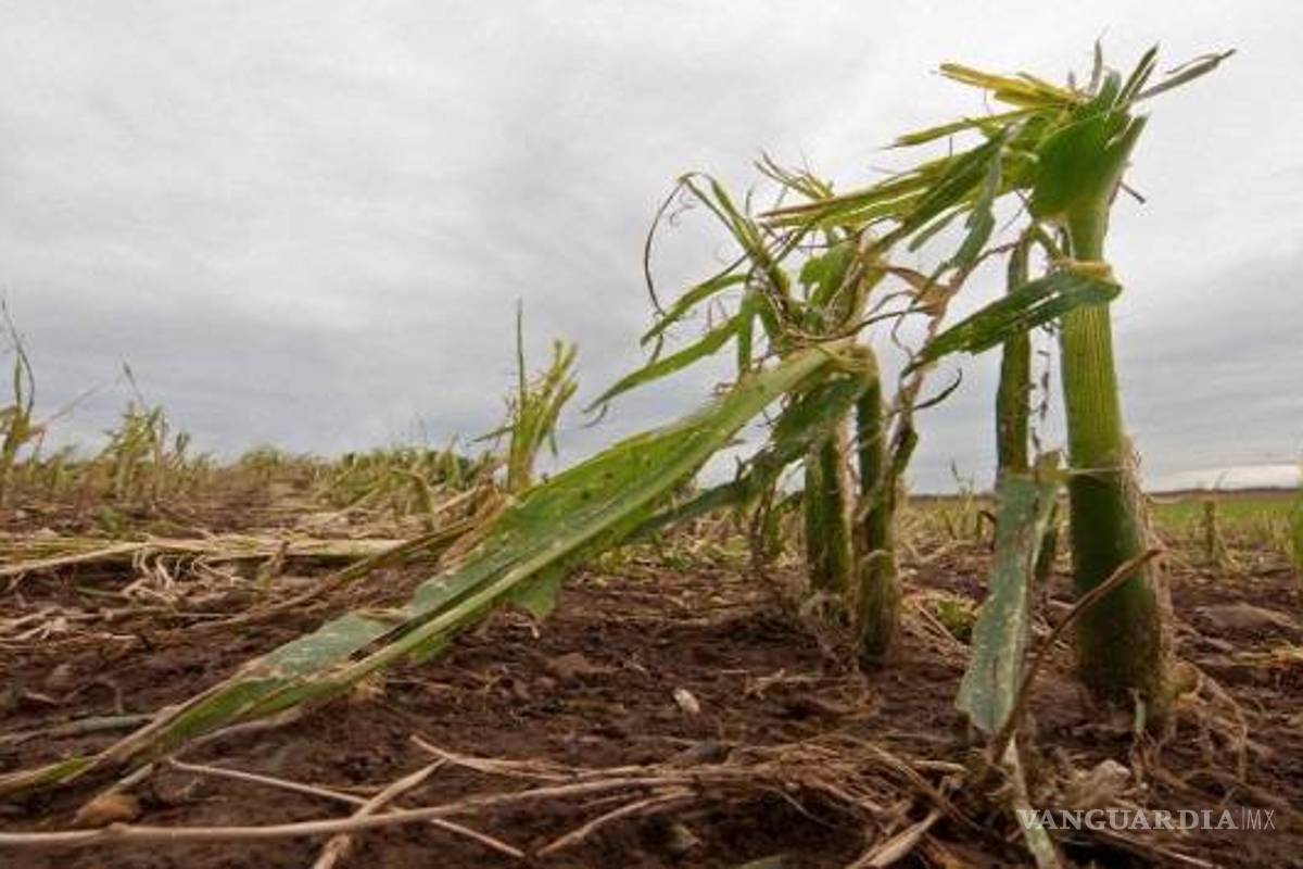 Apicultores mayas denuncian ante el tribunal de La Haya a Monsanto