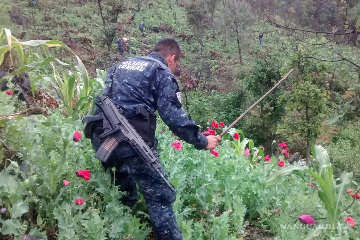 PF destruye 10 plantíos de amapola y mariguana en Nayarit