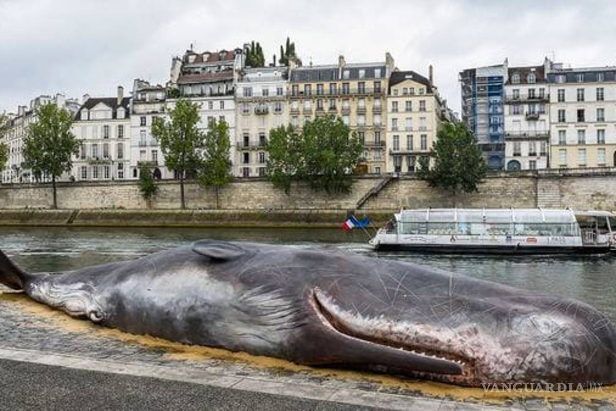 "Ballena" encalló en el río Sena, asombrando a los parisinos