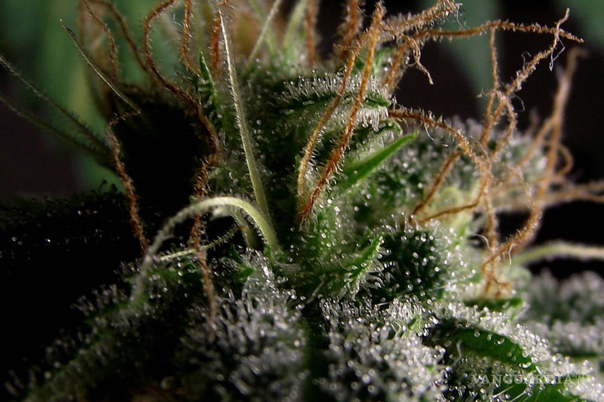 $!Las 10 variedades de 'mota' más exóticas