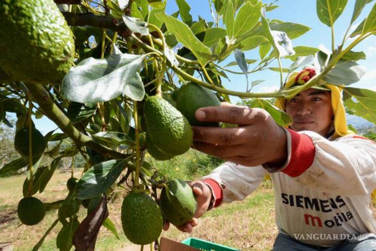 México y EU se unen para promover al aguacate