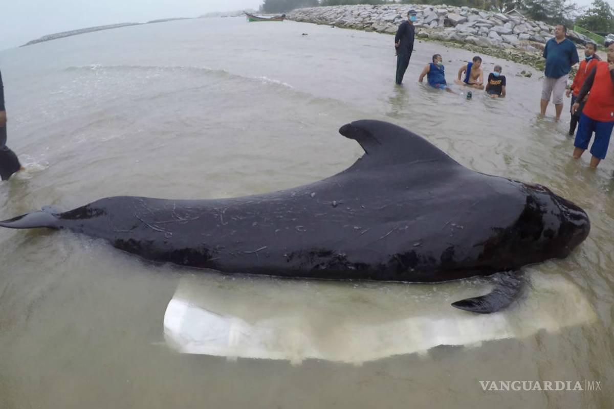 Ballena murió tras comer 80 bolsas de plástico