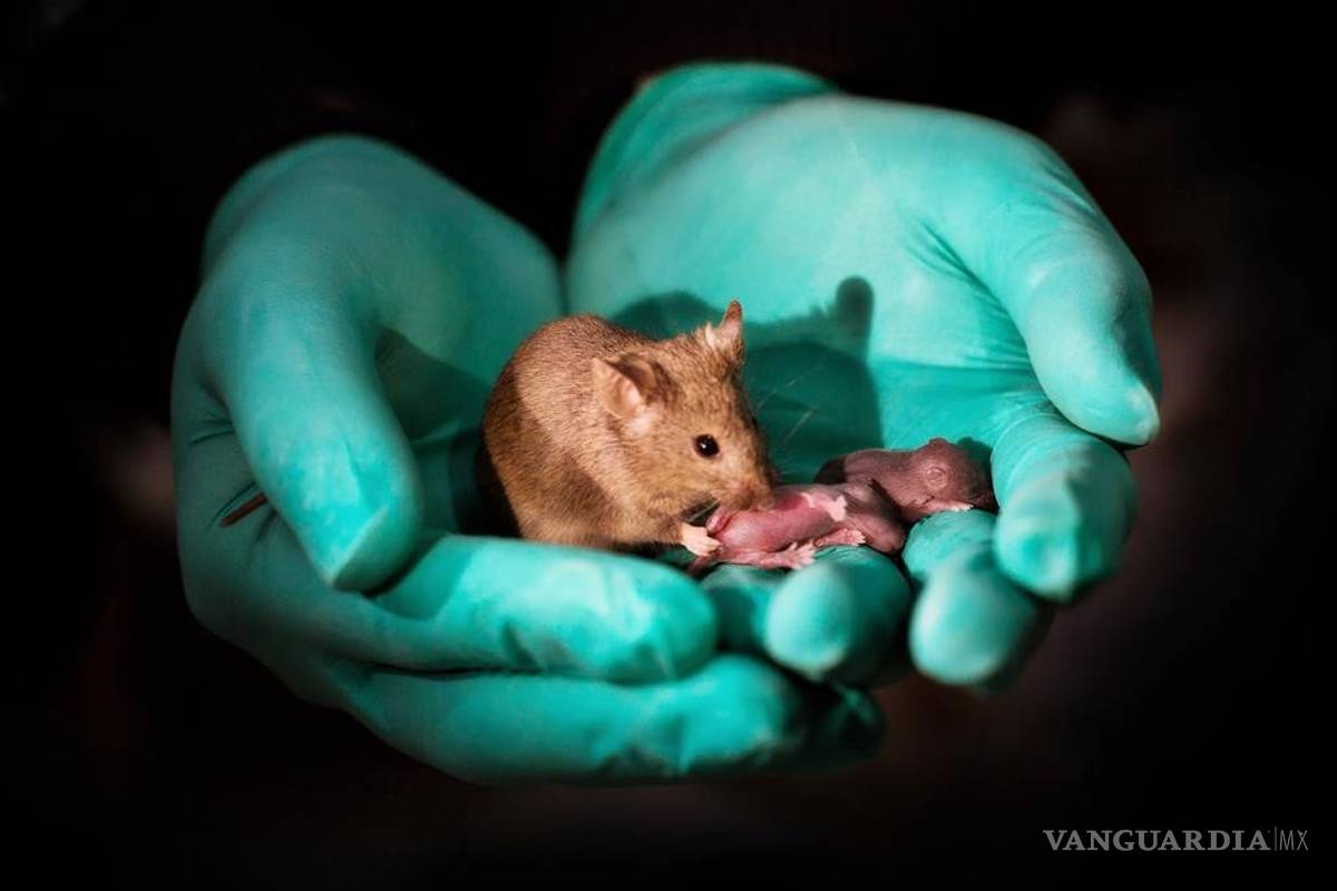 Logran que dos ratonas tengan crías, rompiendo reglas de la reproducción
