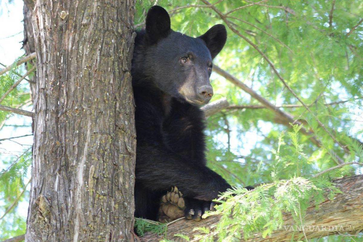 Osos negros, un preciado alimento del antiguo Saltillo