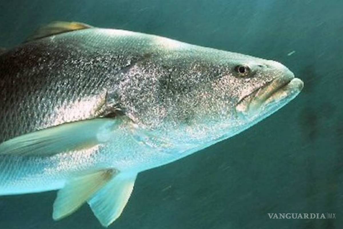 El nuevo negocio de los narcos mexicanos... ¡La vejiga de un pez!... crece el negocio de la totoaba