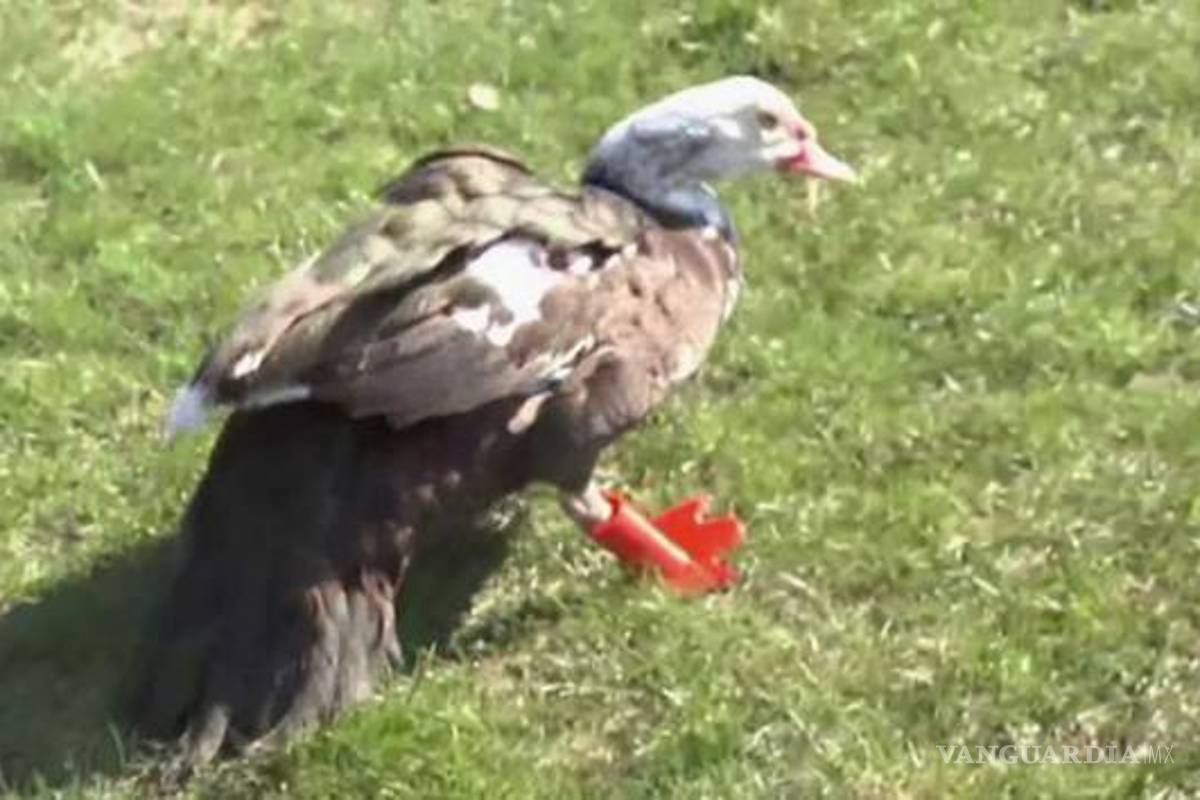 Pato vuelve a caminar gracias a patas hechas con impresora 3D