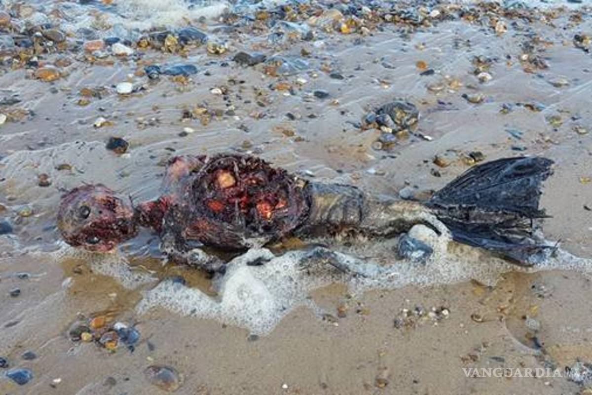 Hombre asegura que encontró una sirena muerta en la playa, ¿cierto o no? (video)