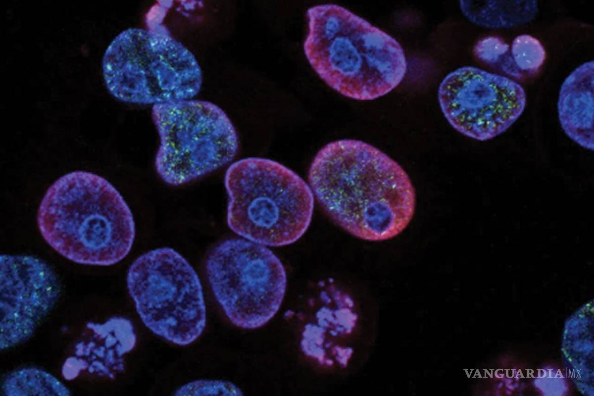 Estudio genético del cáncer permitirá detectarlo años antes de su aparición