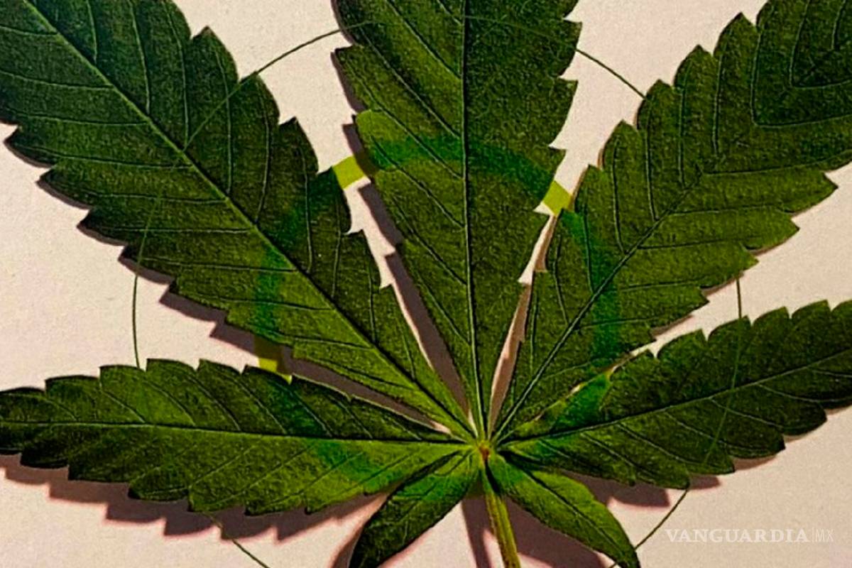 México aplicará impuesto especial a la mariguana, confirma Hacienda