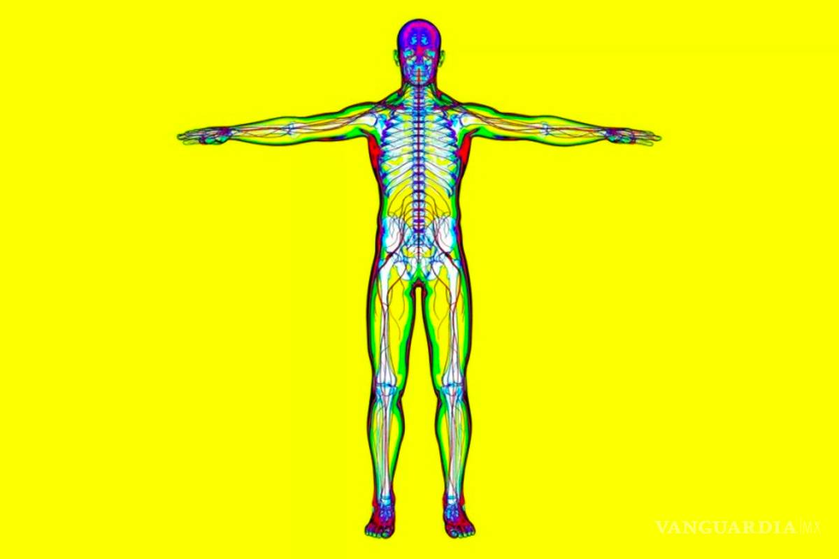 Descubren que coronavirus puede invadir el corazón, intestinos, vasos sanguíneos, riñones y cerebro