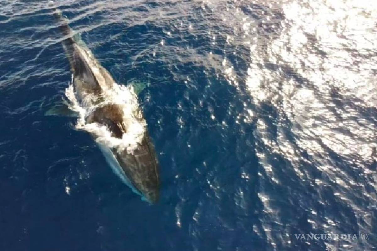 Avistan a ballena de 20 metros que vaga sin cola y desnutrida por la costa italiana