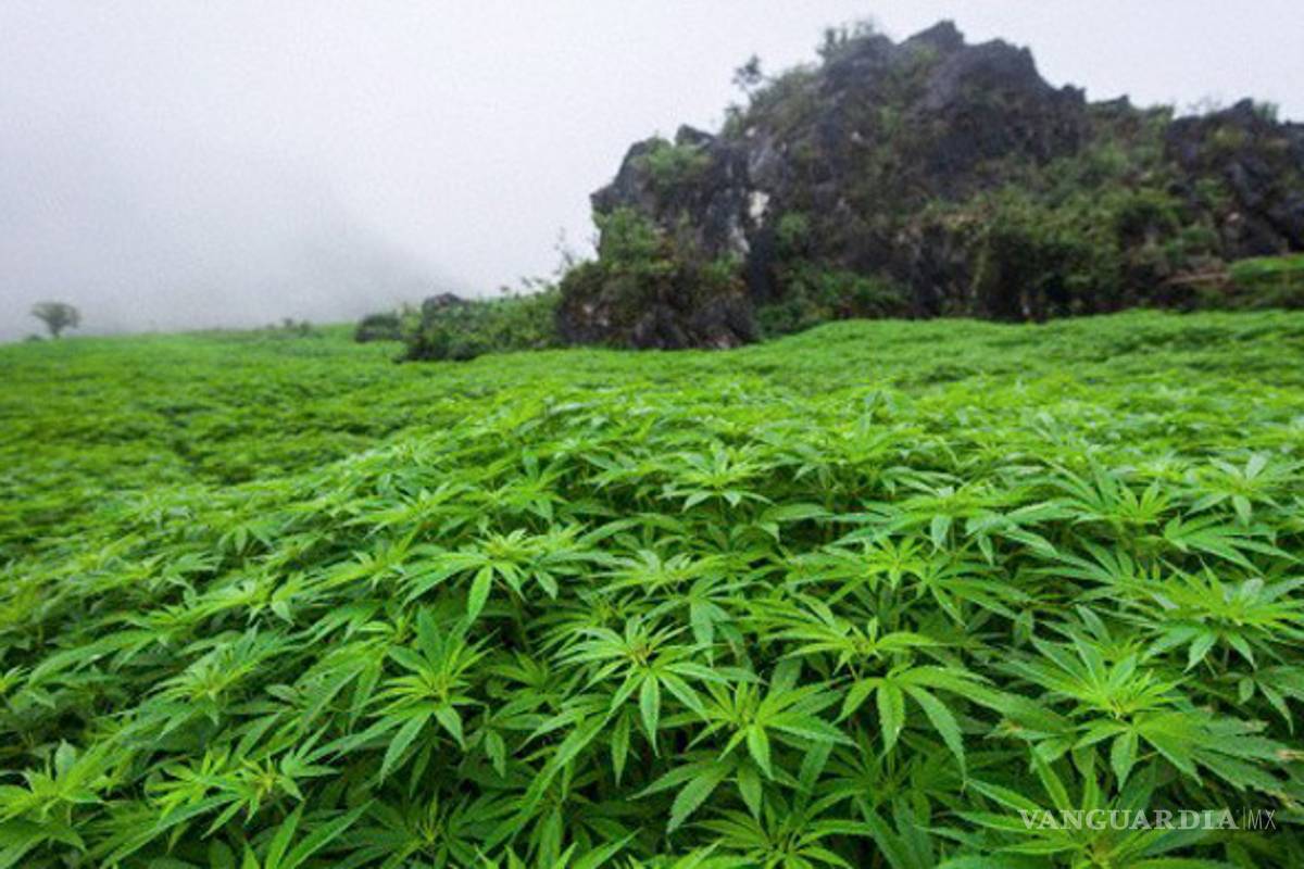 Entra en vigor ley de cultivo y venta de mariguana medicinal en Puerto Rico