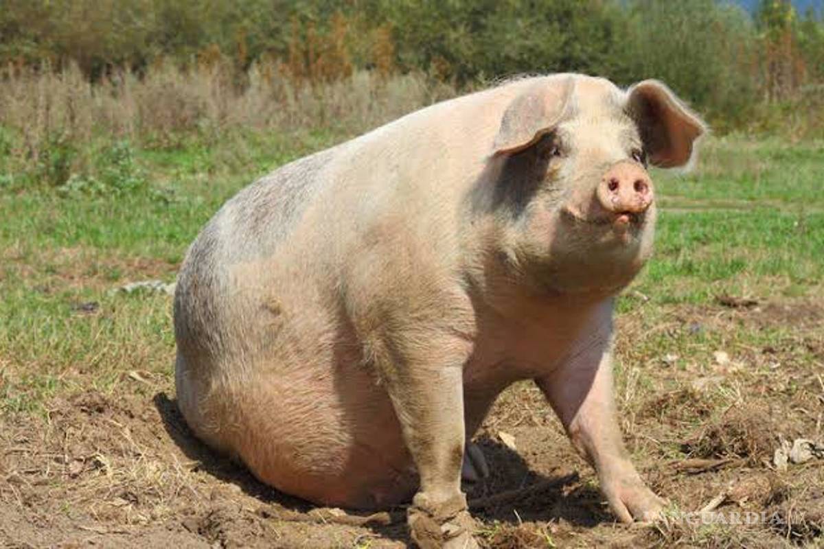 China está criando cerdos gigantes para combatir la escasez de carne, debido a la peste porcina