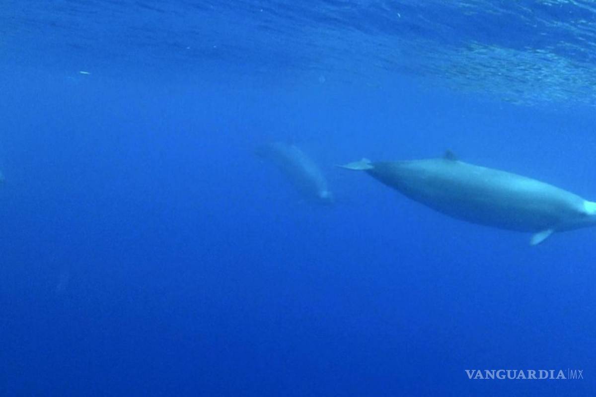 Graban por primera vez al zifio de True, un cetáceo apenas visto