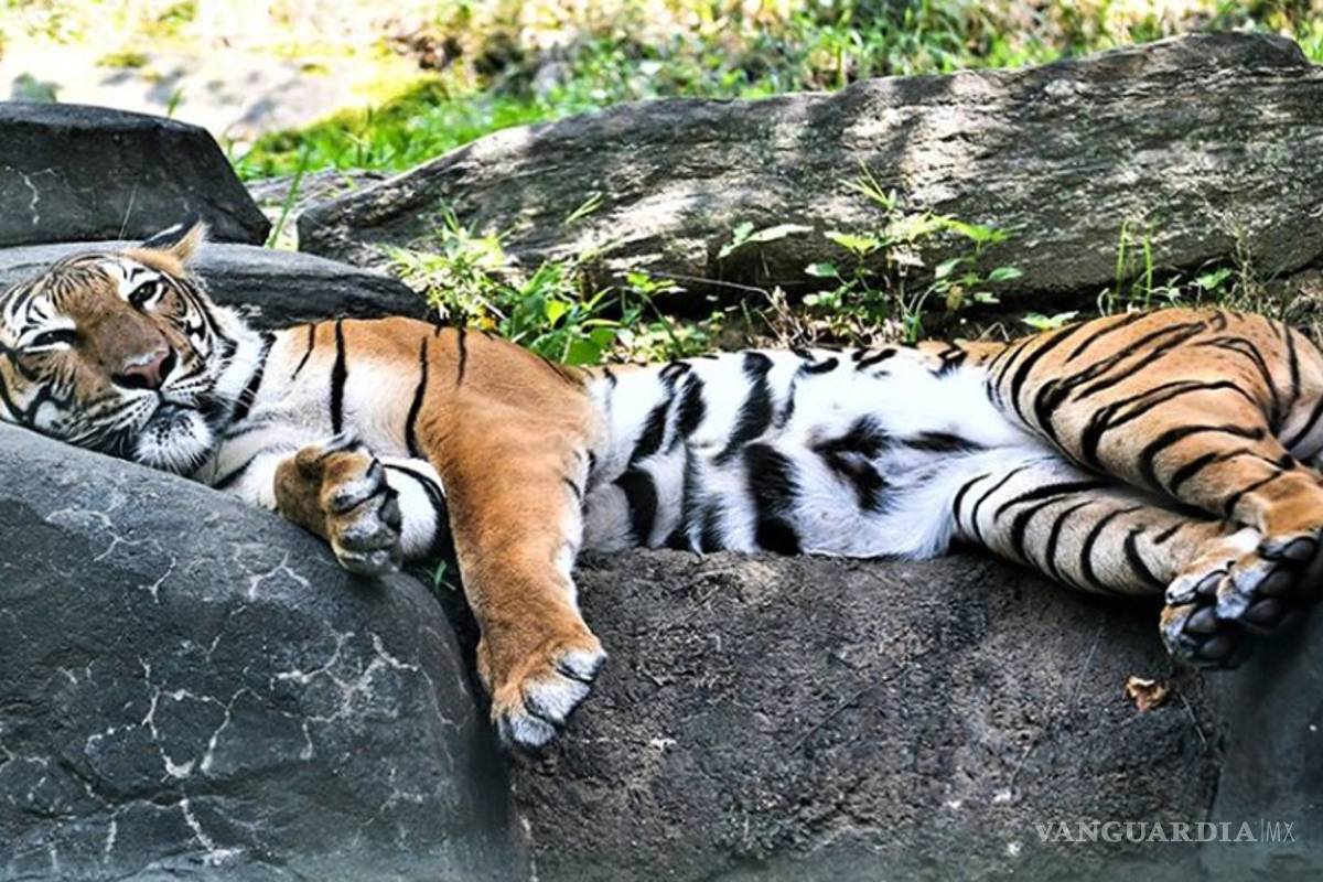 COVID-19 se extiende en Zoo del Bronx y ya hay 5 tigres y 3 leones afectados