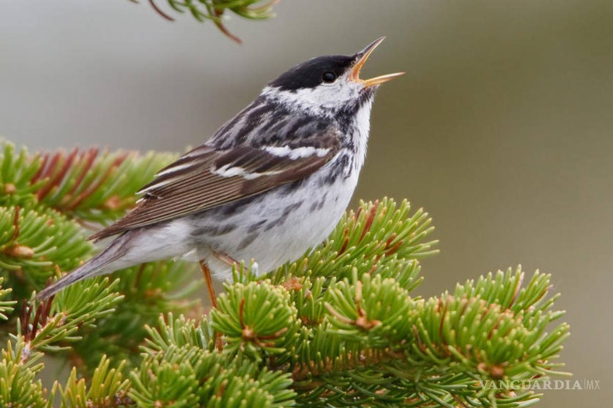 Pájaros cantores se originaron hace 33 millones de años