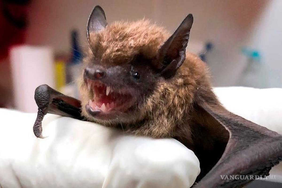 Detectan 3 casos sospechosos de rabia en niños de Oaxaca, tras mordedura de murciélago