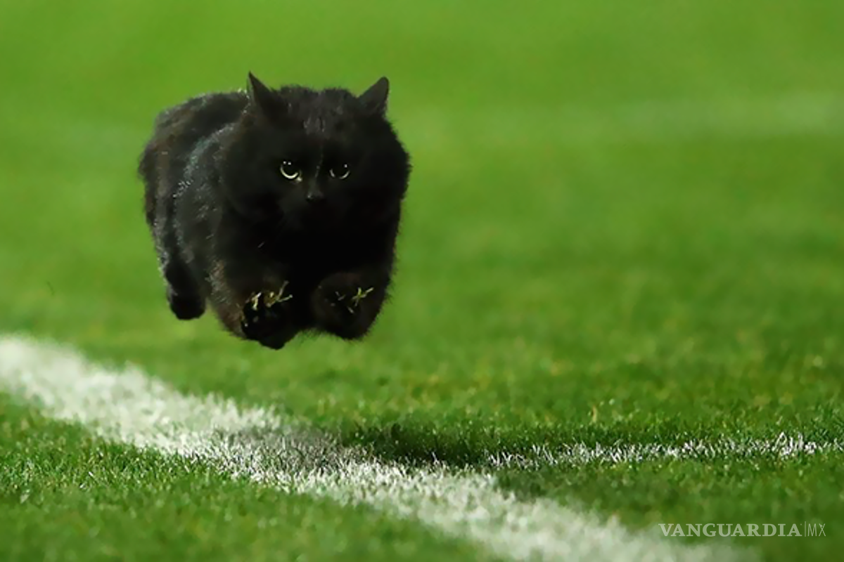 Gato interrumpe partido de rugby y desata batalla de memes