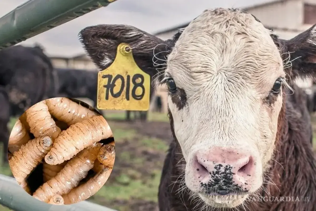 $!El corredor ganadero mexicano enfrenta presiones para mantener su estatus libre de plagas.