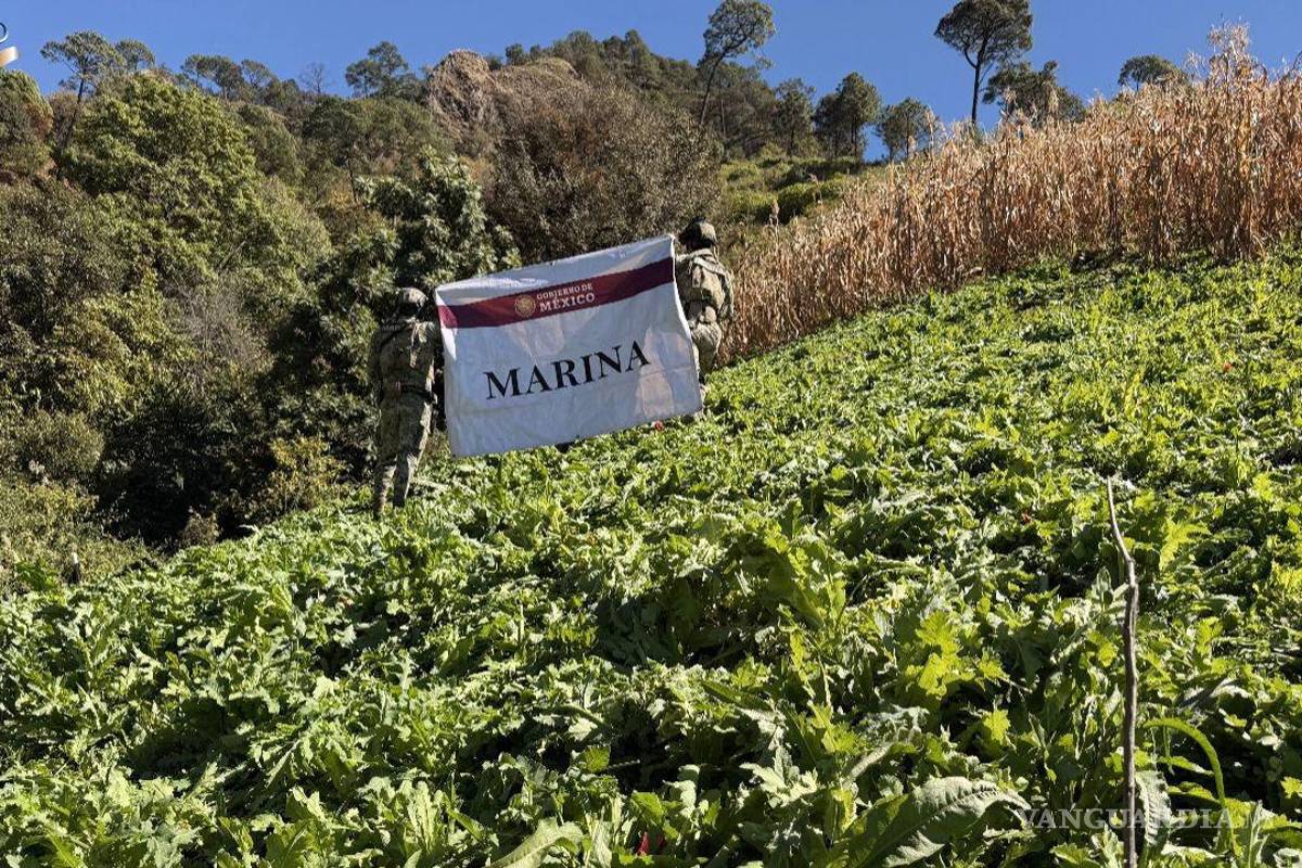 $!Semar destruye casi 200 mil plantas de amapola en Nayarit.