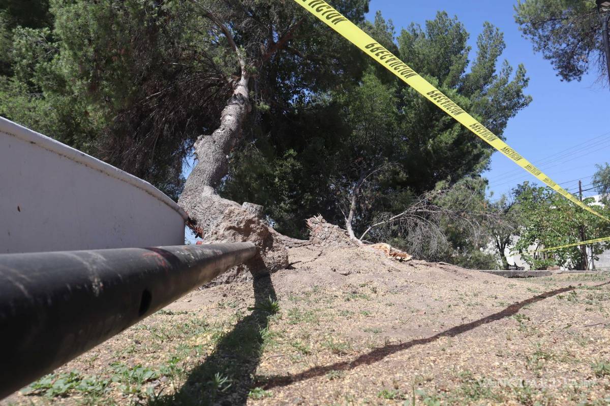 $!Autoridades clausuraron partes de la plaza tras la caída de árboles y luminarias debido a los fuertes vientos.