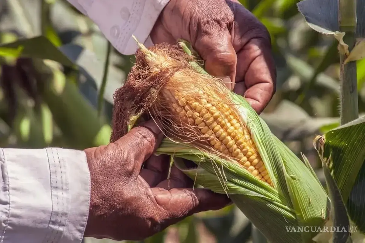 El paro de maiceros, cañeros y transportistas ‘no es un capricho’, afirma Jaime Martínez Veloz